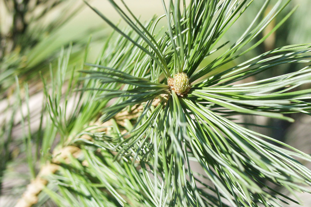 Vanderwolf's Pyramid Limber Pine